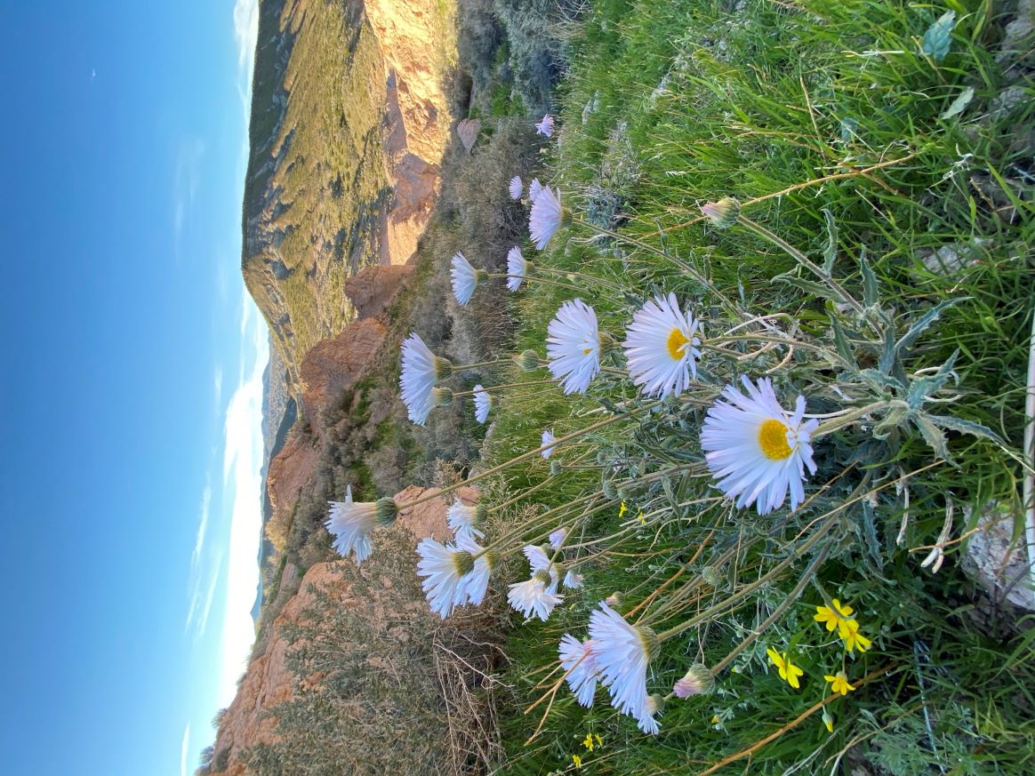 Mojave Woodyaster at Red Rock Canyon Desert State Park, January 2026 Mojave Woodyaster at Red Rock Canyon Desert State Park, January 2026